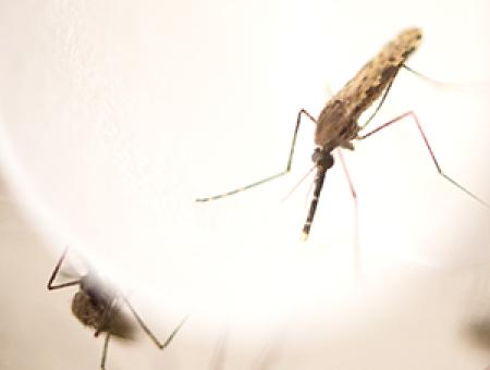 K-State research provides new insight into mosquito immune systems