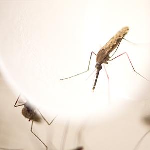 K-State research provides new insight into mosquito immune systems K-State research provides new insight into mosquito immune systems