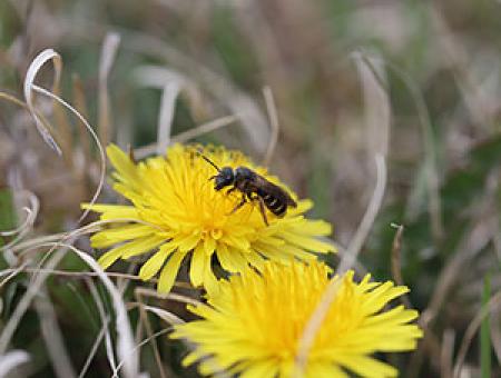 K-State entomologist to lead $1M effort to expand bee project