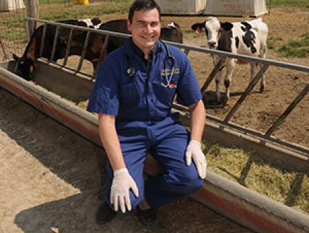 How a K-State researcher cracked the code of cattle pain relief