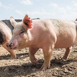 This K-State researcher has $2.6 million in new support to fight deadly African Swine Fever