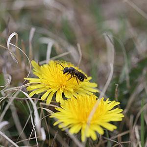 K-State entomologist to lead $1M effort to expand bee project