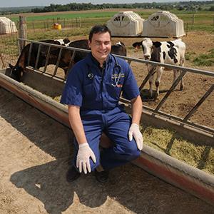 How a K-State researcher cracked the code of cattle pain relief