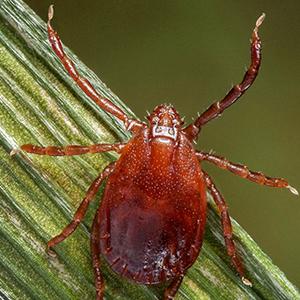 A new tick appears in Kansas, but fighting it is a familiar mission for K-State A new tick appears in Kansas, but fighting it is a familiar mission for K-State